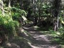 Kilauea Iki Trail